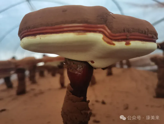 QQ20240910-111622.jpg