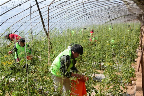 安然合肥、石家庄分公司公益植树活动接力开启