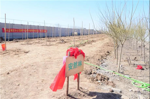安然合肥、石家庄分公司公益植树活动接力开启