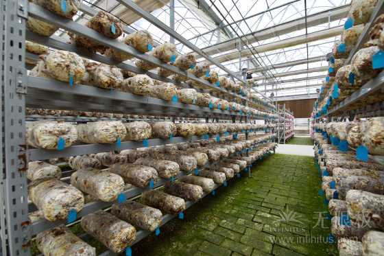 无限极香菇种植基地照片